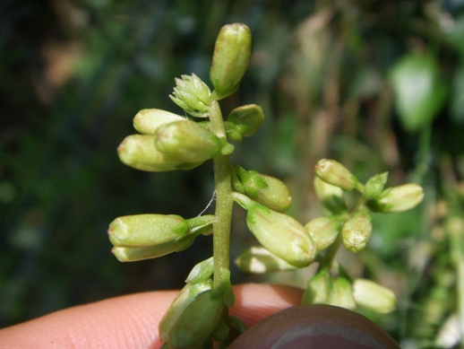 Piantina con fiori verdi - Umbilicus rupestris